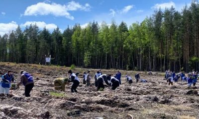 В Нижегородской области в рамках акции «Сад памяти» активисты «Единой России» высадили сосны