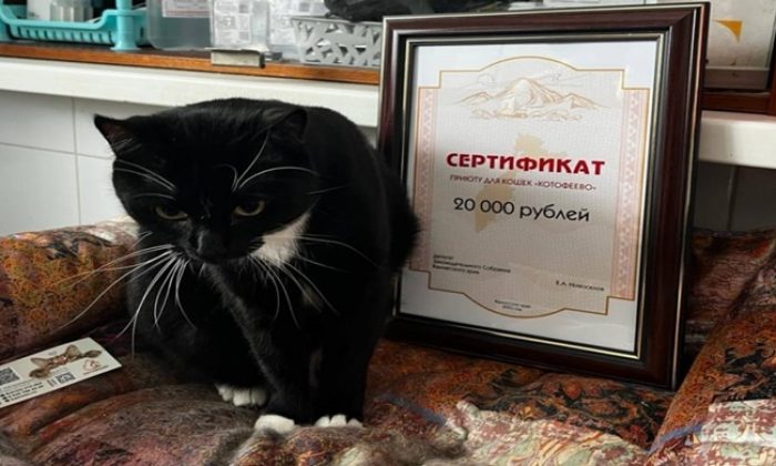 Депутаты «Единой России» поддержали приют для животных в Камчатском крае